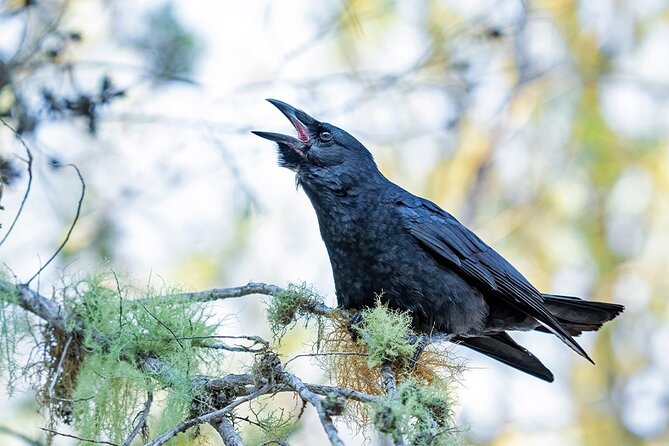 2-Day Bird Watching Tour in the Sierra De Bahoruco - Tour Highlights