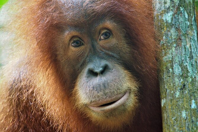2-Day Jungle Trekking & Rafting in North Sumatra - Pickup and Meeting Points