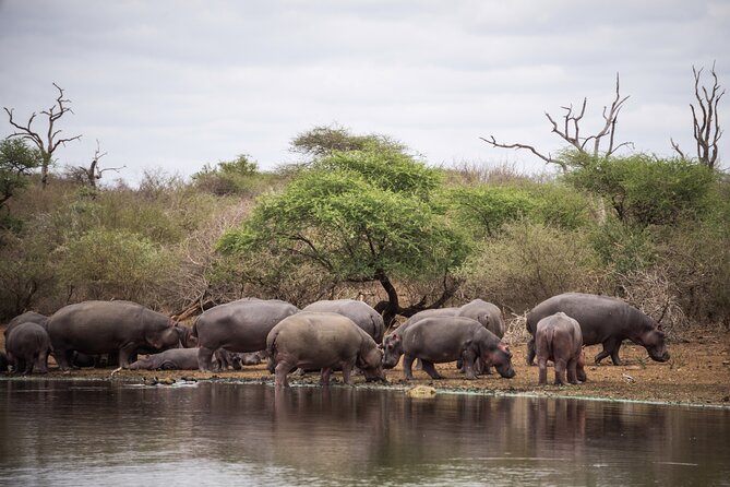 2-Day Kruger National Park Safari From Johannesburg - Overall Experience