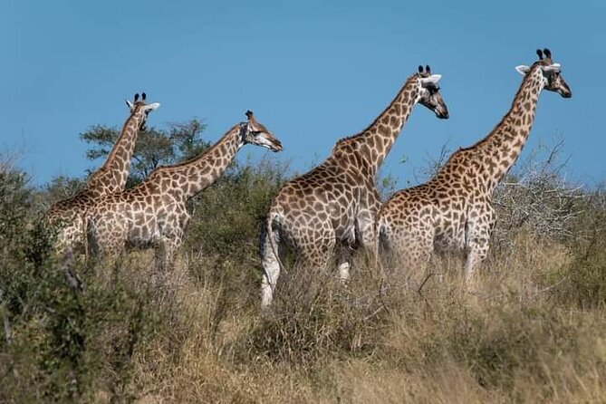 2 Day Kruger National Park Safari - Safari Highlights