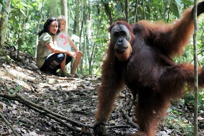 2 Day Orangutan Jungle Trek From Hotel Orangutan Bukit Lawang - Duration and Itinerary