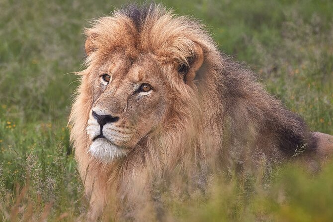 2 Day Private Luxury Addo Elephant & Mountain Zebra Park Safari - Tour Highlights
