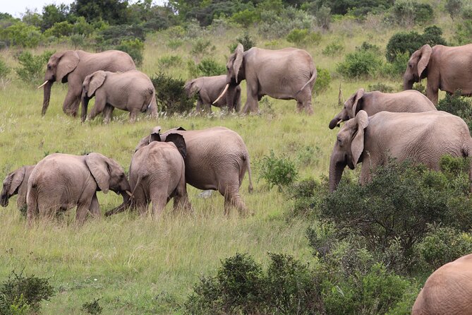 2 Day Private Luxury Addo Elephant Park & Bhejane Reserve Safari - Safari Itinerary