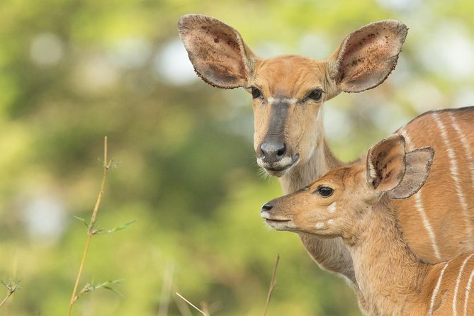 2 Day Zulu Safari Adventure From Durban - Activities and Experiences