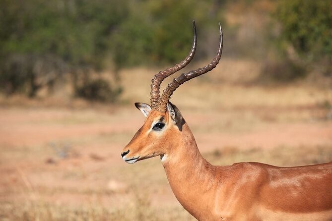 2 Days/ 1 Night - Dinokeng Safaris and Cullinan Tours - Itinerary Highlights