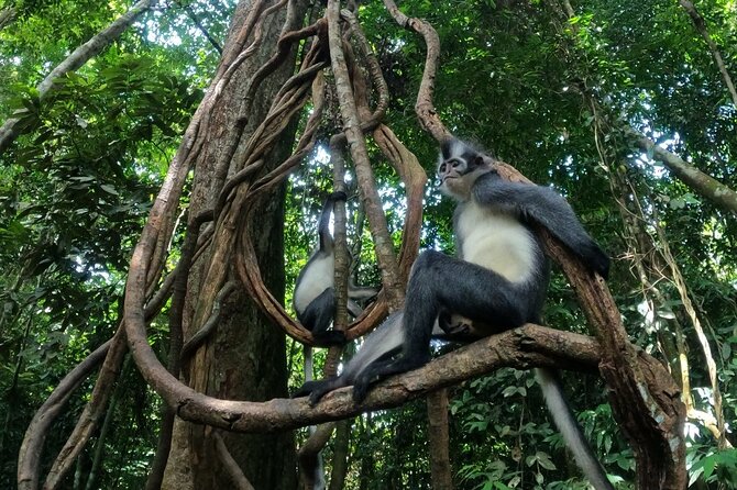 2 Days 1 Night in THE JUNGLE Mount Leuser ( See ORANGUTAN) - Inclusions and Services