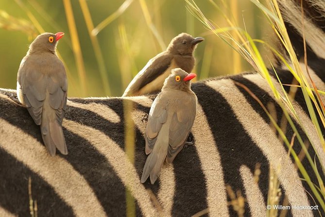 2-Days Pilanesberg Best Chance to View "Big 5" With Private Extended Safari - Overview of Pilanesberg National Park