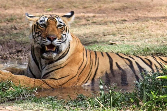 2 Days Ranthambore Tiger Safari From Jaipur With Hotel & Safari - Itinerary Highlights