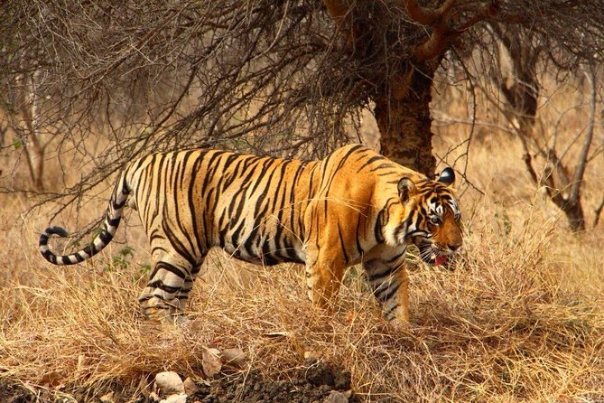 2 Days Ranthambore Tiger Safari With Tickets - Safari Itinerary