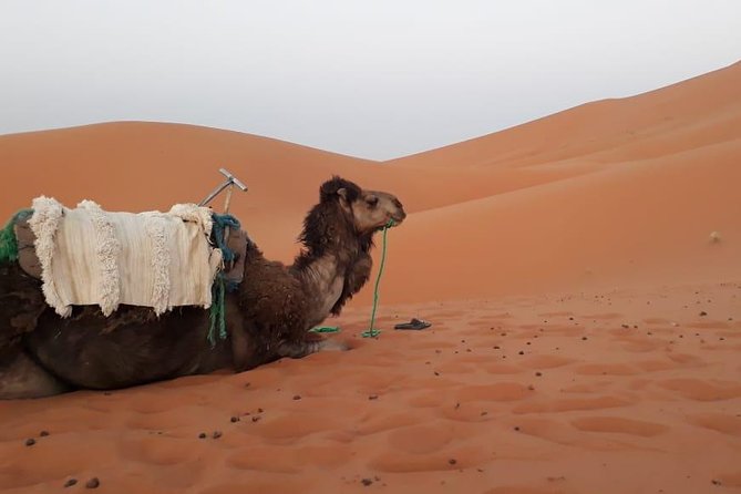 2 Days Trip From Fez to the Desert, Including a Night in the Haima - Accommodation in the Haima