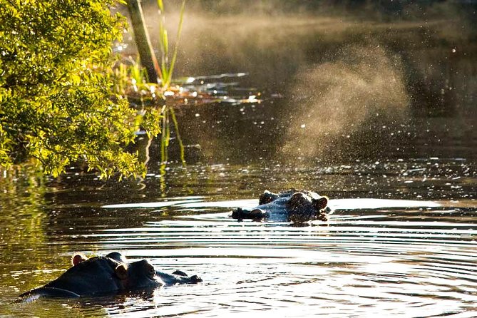 2-Hour Game Drive at the Plettenberg Bay Game Reserve - Overview of the Activity