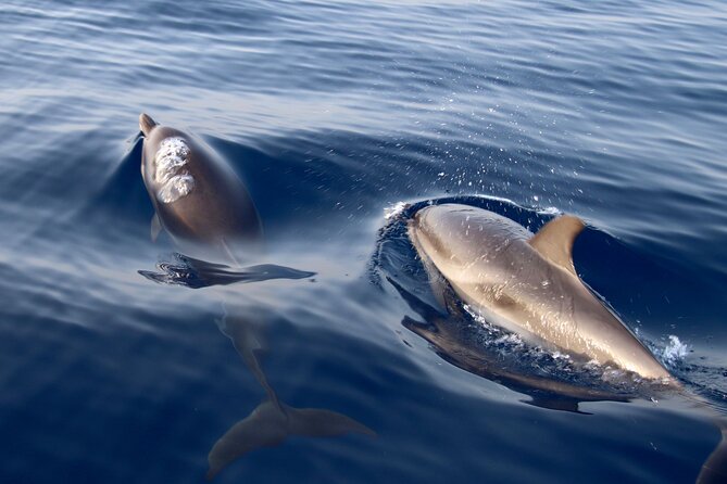 2-Hour Private Dolphin Watching Activity in Taormina - Booking Information