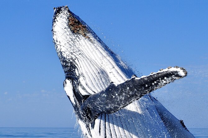 2 Hour Whale Watching Experience Departing Hillarys Boat Harbour - Departure Location and Vessel Details