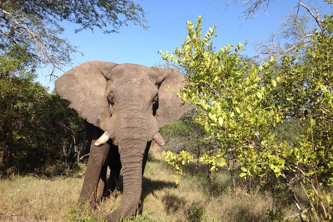 2 Night Elephant Tour From Nelspruit - Tour Details
