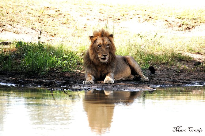 2 Nights Lion King Safari to Kruger From Nelspruit - Overview and Itinerary