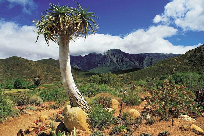 3 Day Big 5 and Bungee Tour - Garden Route Small Group Tour From Cape Town - Tour Highlights and Itinerary