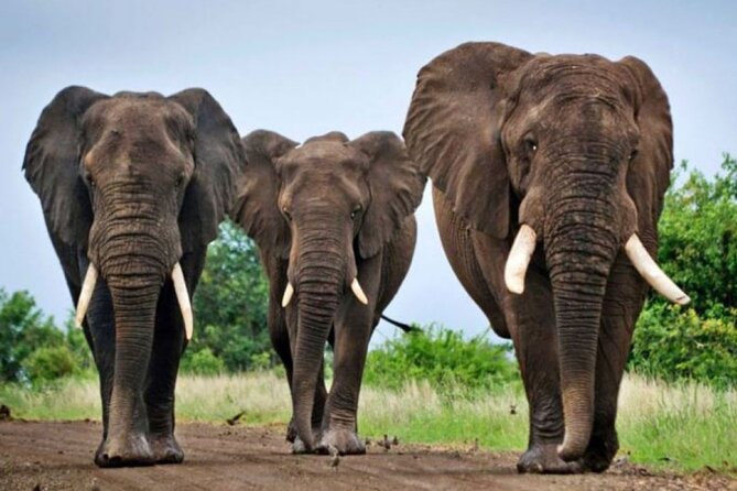 3 Day Hluhluwe Game Reserve & Isimangaliso Wrtlands From Durban - Tour Highlights