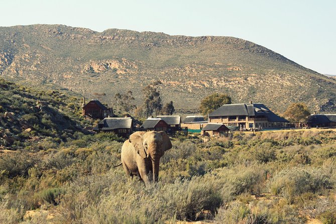 3 Day Luxury Aquila Private Game Reserve - Tour Highlights and Activities