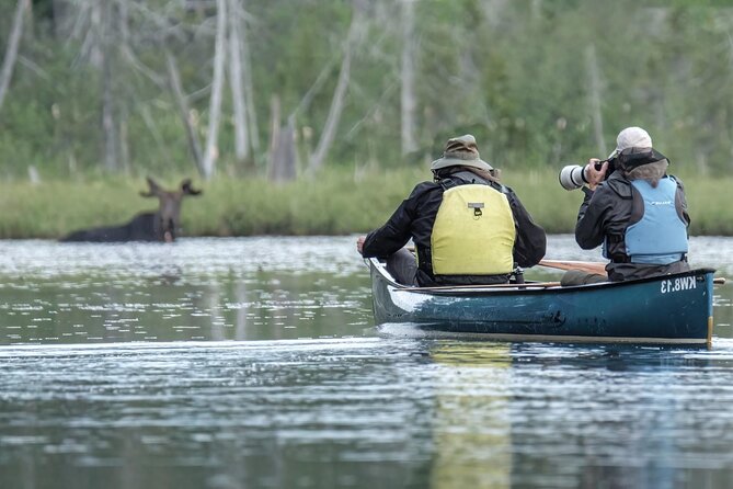 3 Day Moose Viewing Safari With Camping - Moose Viewing Safari Itinerary