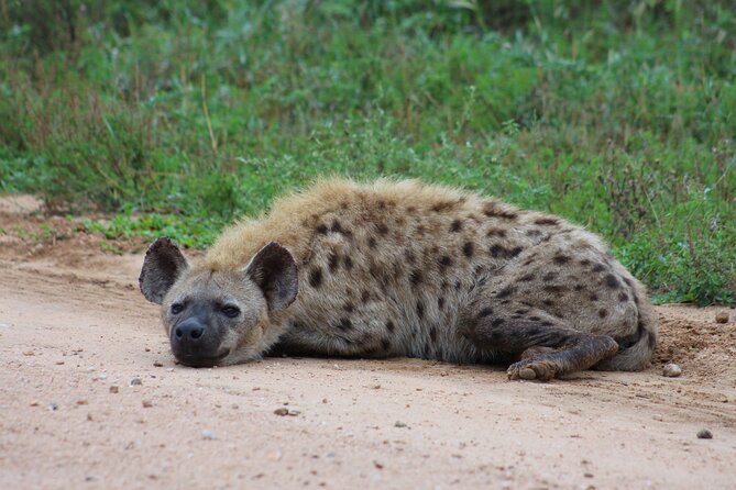 3 Day Private Authentic Kruger Park Experience - Overview and Experience Details