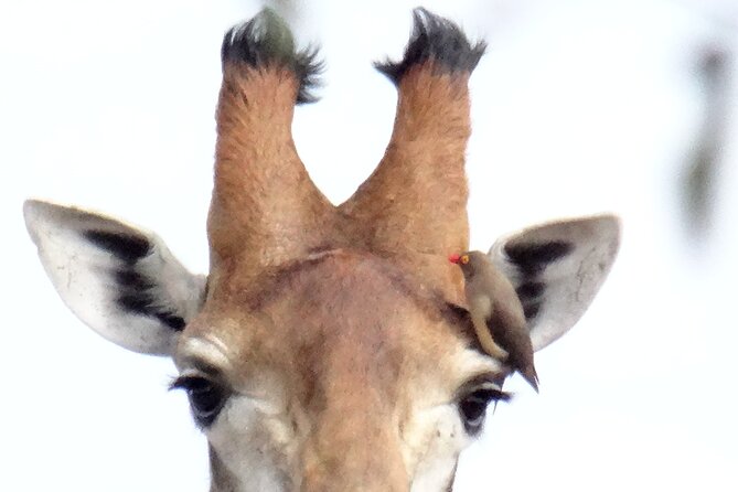 3-Day Private Bird Watching Safari in Kruger - Safari Itinerary Overview