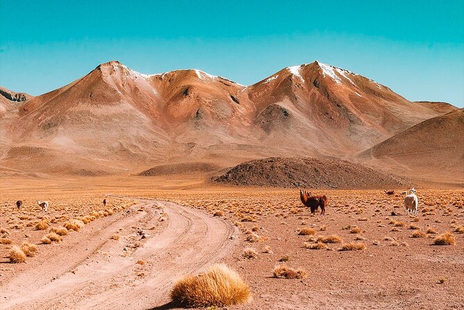 3-Day Private Tour of Uyuni Salt Flats and Colored Lagoons Roundtrip From Uyuni - Meal Plan and Dining Options