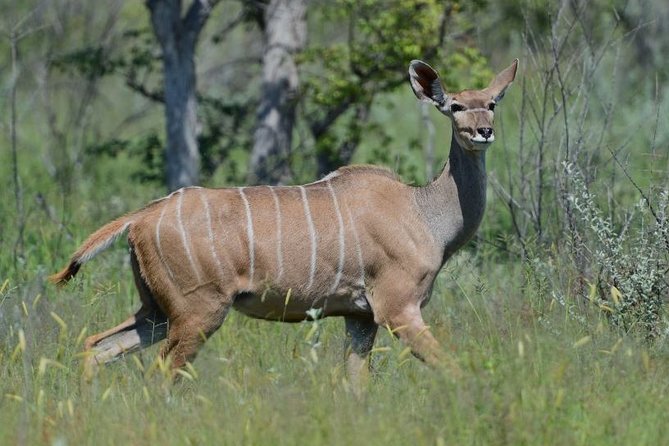 3 Day Tala Game Reserve & Phezulu Safari & Natal Lion From Durban - Overview and Starting Point