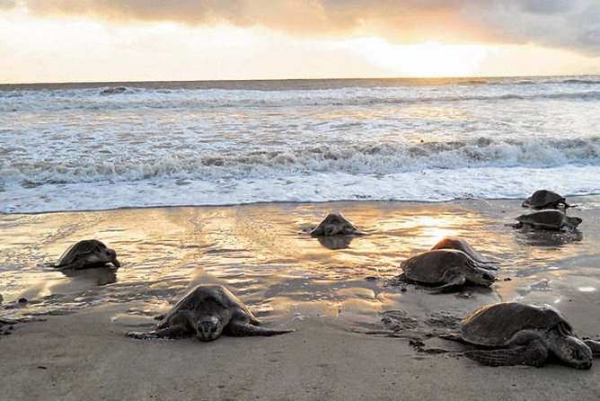 3-day Tortuguero Expedition - Booking Details