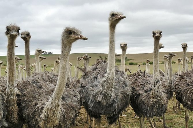 3 Days 2 Nights Garden Route Private Tour From Cape Town - Itinerary for the 3 Days 2 Nights Tour