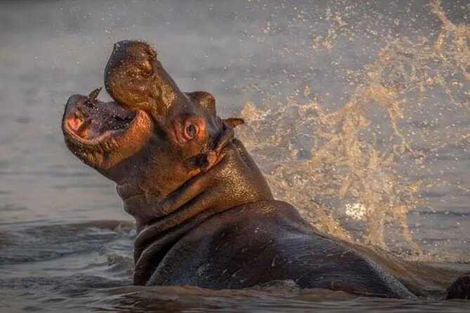 3 Days Hluhluwe Game Reserve & Isimangaliso Wetlands From Durban - Discovering Isimangaliso Wetlands