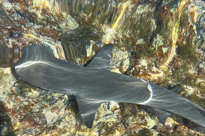 3-Hour Shark Bay and Salt Lakes in Sal Island Guided Tour - Tour Highlights