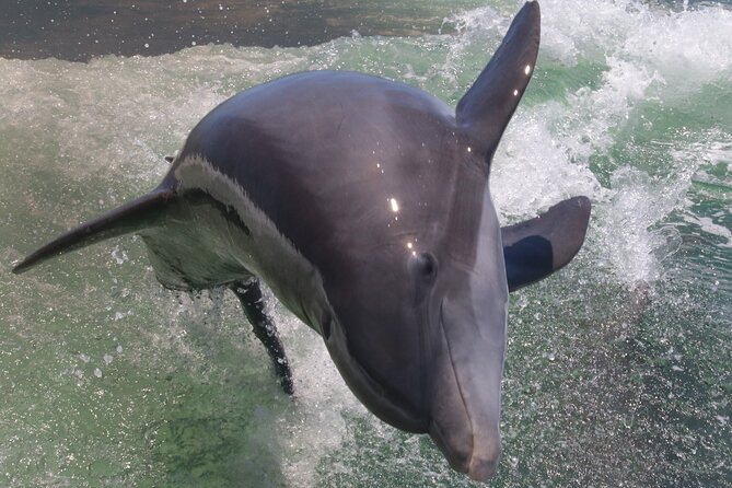 3-Hour St Pete Private Water Adventure Tour for 6 Guests - Tour Overview