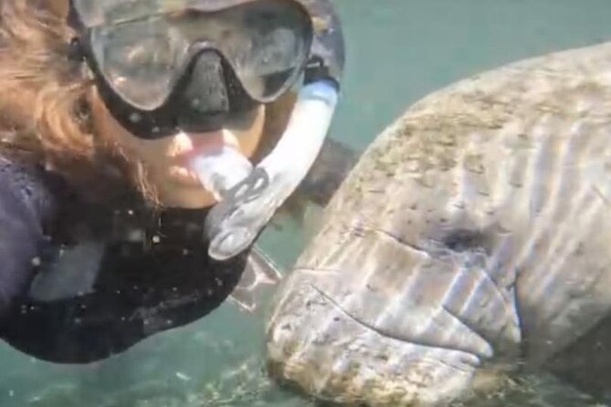 3 HOUR Swim With Manatees Crystal River -Free Treasure Chest Hunt - Pricing and Booking