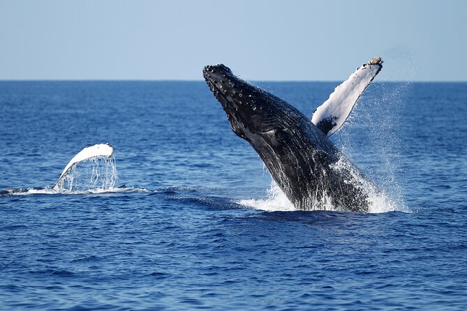 3 Hours Guided Whale and Dolphin Watching Experience in San Diego - Booking and Logistics