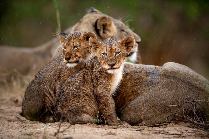 3 Night 4 Days Kruger Park Safari Package - Accommodation Options