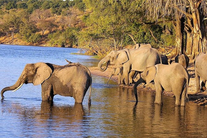 4 Day Addo National Park & Garden Route Tour From Cate Town - Tour Highlights