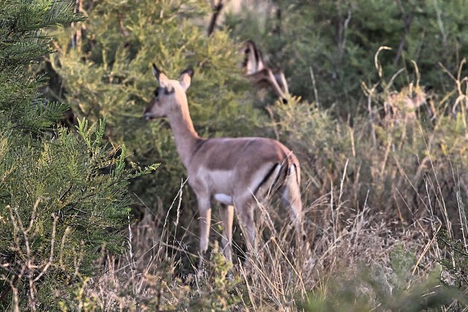 4 Day All Incl. Private Kruger Park Safari and Transfer From Nelspruit - Safari Details
