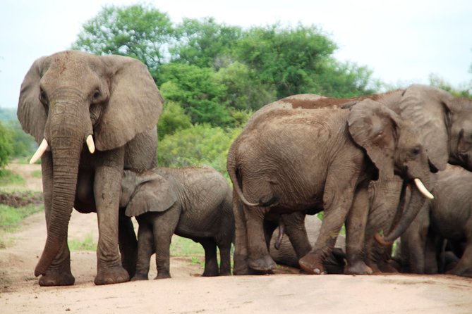 4-Day Encounter the Kruger Park - Itinerary Highlights