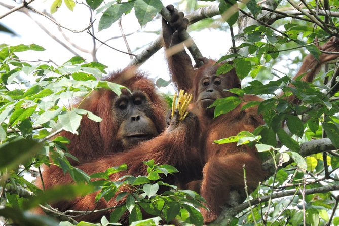 4 Day Jungle Adventure Including 2 Day Trek - Overview and What To Expect