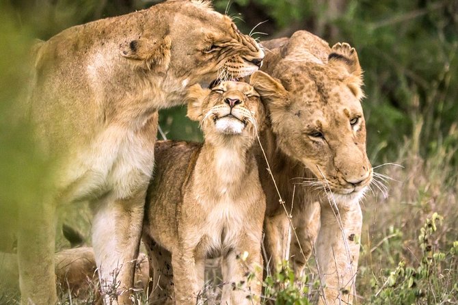 4-Day Kruger National Park & Panorama Route Tented Safari - Safari Experience Highlights