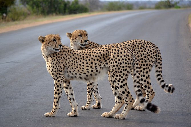 4-Day Kruger National Park Safari From Johannesburg - Tour Details