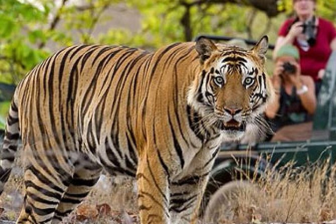 4-Day Private Tour of Delhi Agra and Jaipur With Tiger Safari - Tour Highlights