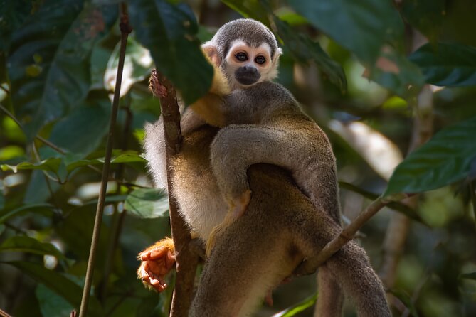 4-Day Tour of Cuyabeno Wildlife Reserve in Ecuador  - Nueva Loja - Location and Overview