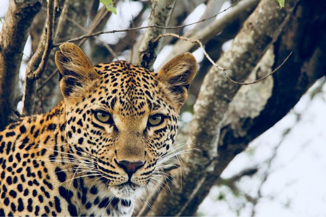4-Day Unforgettable Kruger Park Safari & Panorama Route Tour - Wildlife Encounters