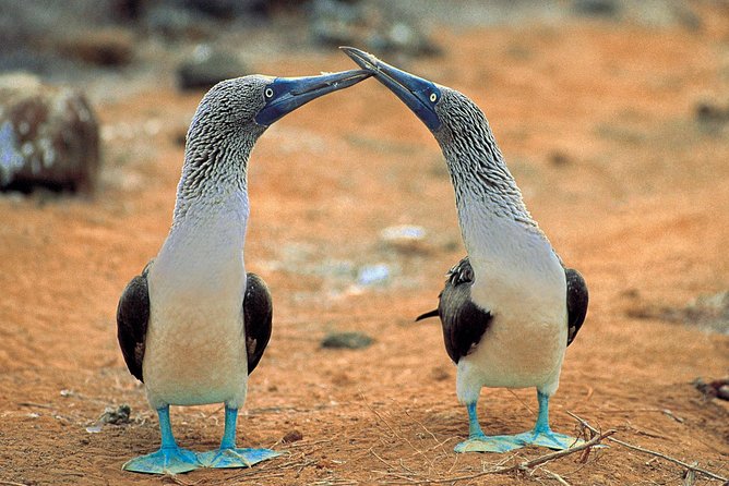 4- or 5-Day Galapagos Islands Explorer Package From Santa Cruz Island - Package Pricing and Booking Information