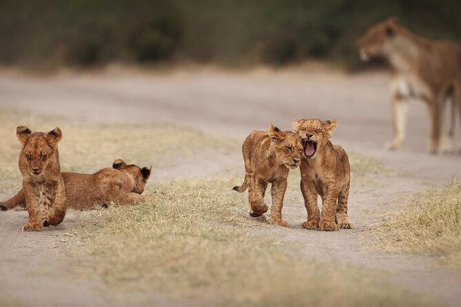 4D3N Shared Tour at Kruger National Park, Panorama Route and Blyde Canyon - Tour Highlights