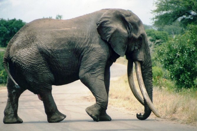5 Day 4 Night Mpumalanga Kruger Safari Tour - Tour Overview