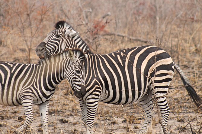 5 Day All Incl. Private Kruger Park Safari With Optional Panorama - Pricing and Booking Details
