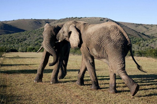 5 Day Cape to Addo Safari - Garden Route Small Group Tour - Tour Details