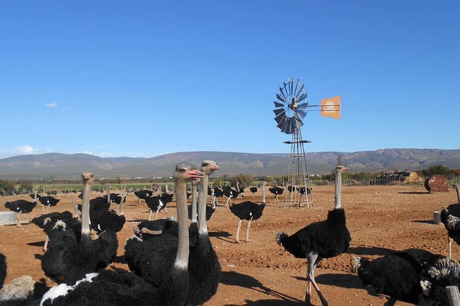 5 Day Garden Route and Addo Safari - Best of South Africa Small Group Tour - Pricing and Booking Details